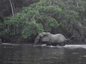 elephant at Ivindo National Park (photo: Aida Cuni Sanchez 2013)