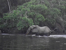 elephant at Ivindo National Park, Gabon (photo: Aida Cuni Sanchez 2013)