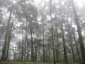 Northern Kenya tropical montane forest (photo: Aida Cuni Sanchez 2015)