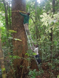 ladder tree at CAP-09, Ghana (photo: Wannes Hubau 2013)