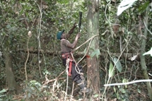 Climbing a tree to collect samples in ASN-04, Asenanyo Forest Reserve, Ghana.