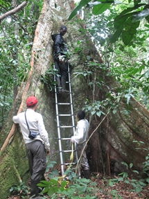 fluted tree, Gabon 2013 (photo: Aida Cuní Sanchez)